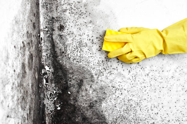 Best Mold Cleaning Services  in Wake Forest, NC